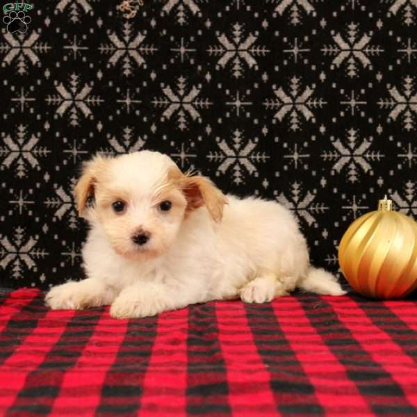 Joseph, Maltipoo Puppy